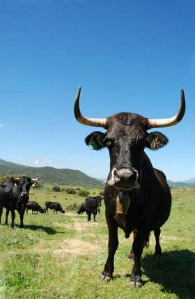 Vaca Bociblanca