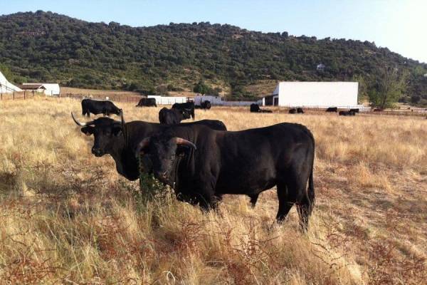 "El Gacho", toro ecológico con alimentación de pasto 100%