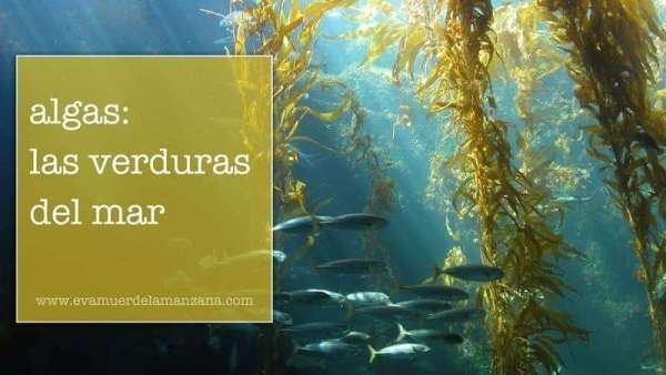 Algas nutritivas en tu cocina Algas nutritivas en tu cocina