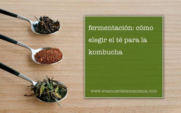 Cómo elegir el té para la kombucha