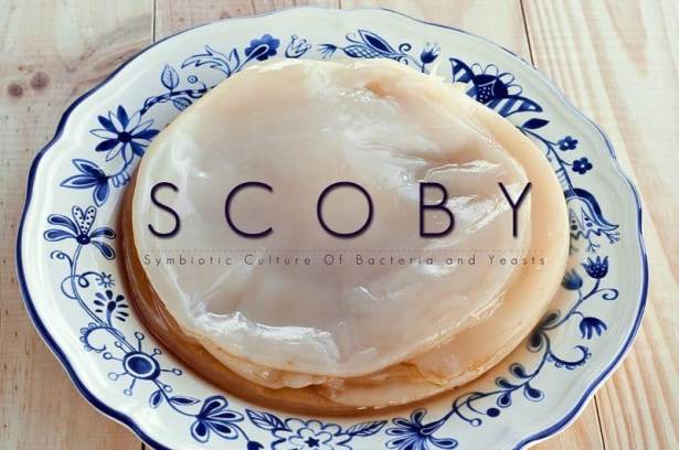 Hongo o SCOBY de kombucha Hongo o SCOBY de kombucha
