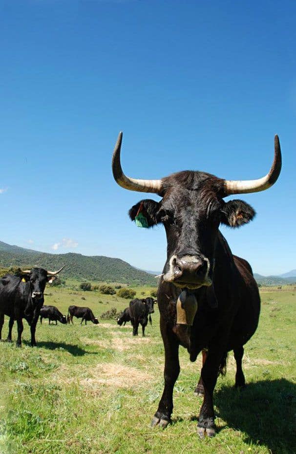 Carne de vaca alimentada con pasto