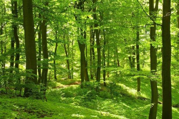 Bosque Bosque