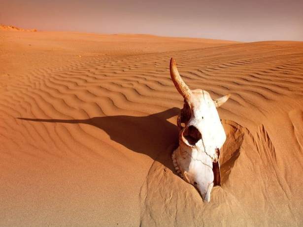 Desierto Desierto