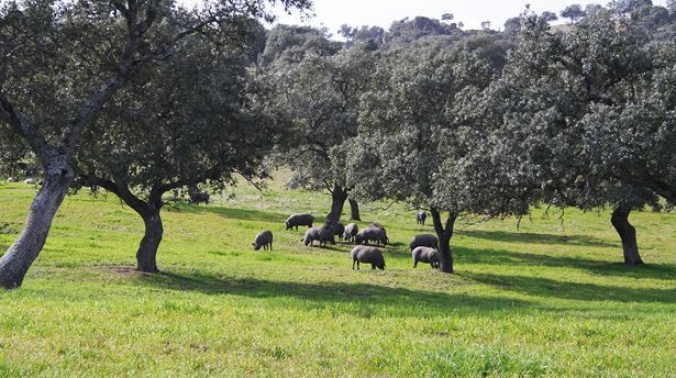 Cerdo ibérico de bellota Finca Las Hazas Cerdo ibérico de bellota Finca Las Hazas