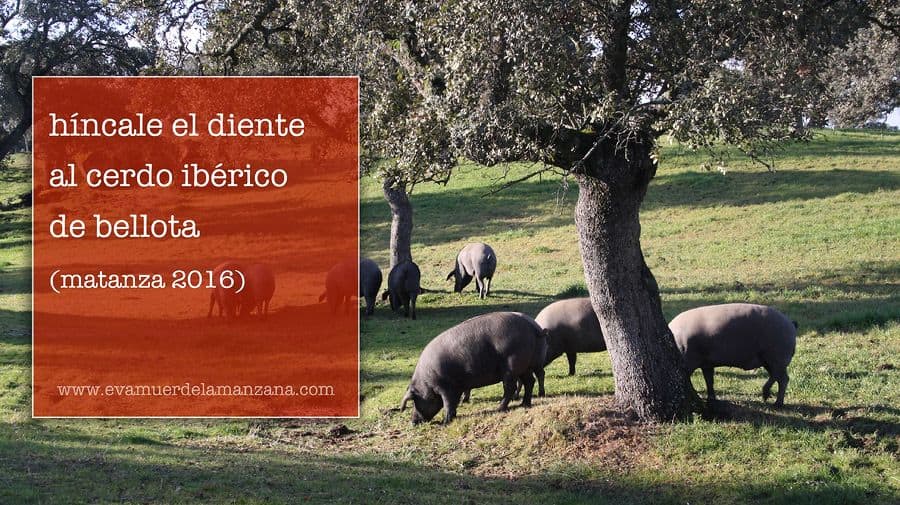 Híncale el diente al cerdo ibérico de bellota 2016