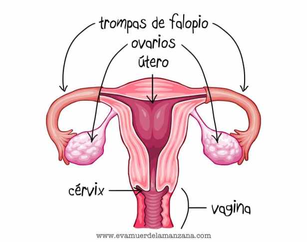 Aparato reproductor femenino Aparato reproductor femenino