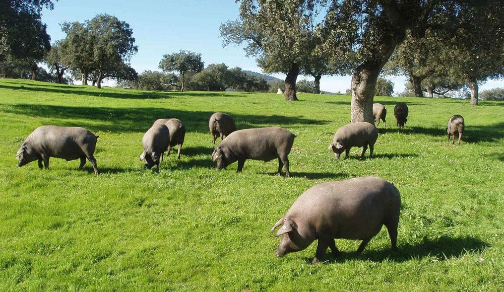 Híncale el diente al cerdo ibérico de bellota 2017