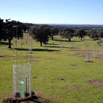 Plantación encinas Las Hazas