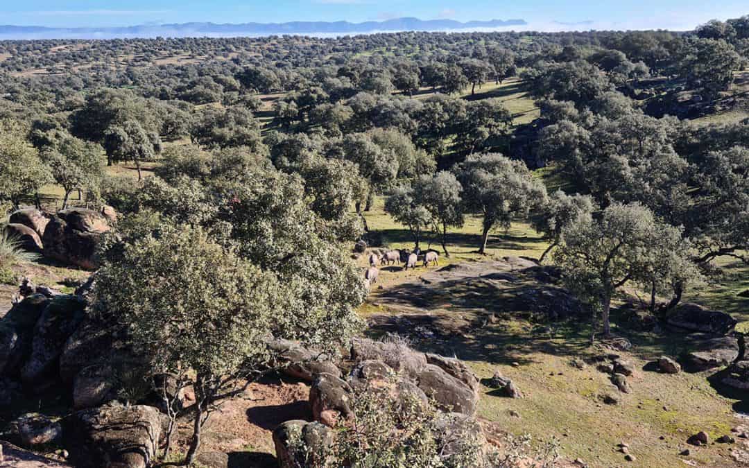 Híncale el diente al cerdo ibérico de bellota 2022