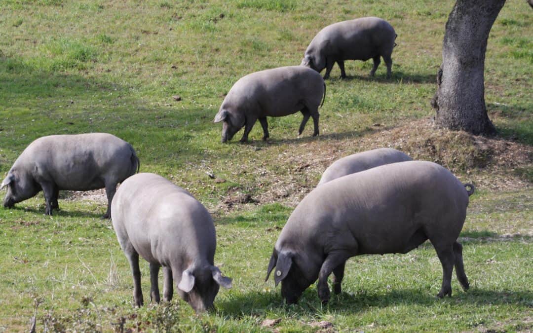 Híncale el diente al cerdo ibérico de bellota 2024